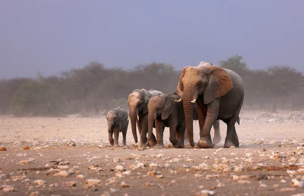 Sloní stádo — Stock fotografie