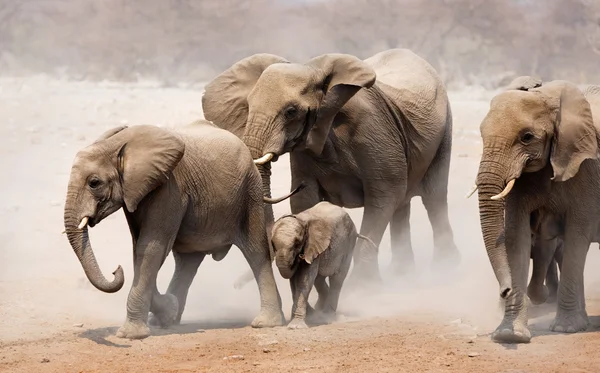 Elephant herd — Stock Photo, Image