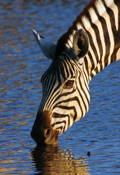 Zebra beber — Fotografia de Stock