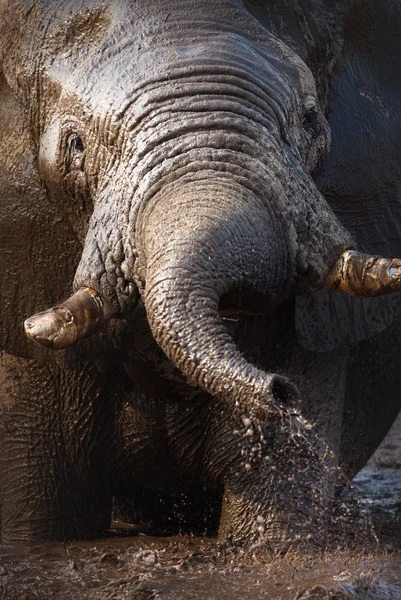 Bagno di fango elefante — Foto Stock