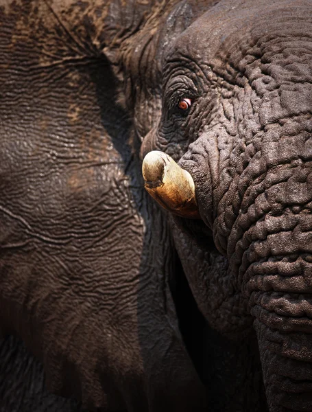 Elefant porträtt — Stockfoto