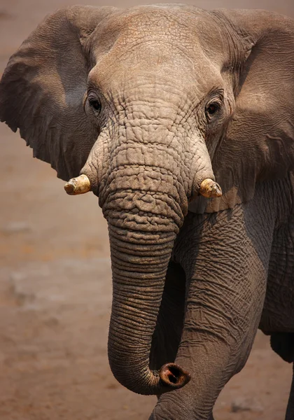 Portrét slona — Stock fotografie