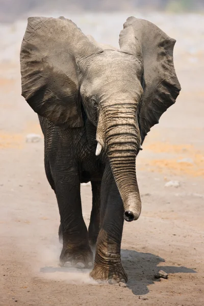 Elefant tjur laddning — Stockfoto