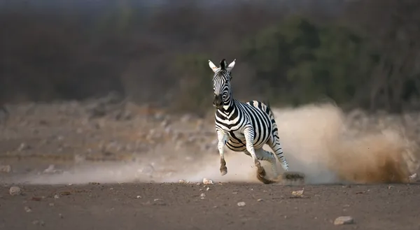 Zebra çalışan — Stok fotoğraf