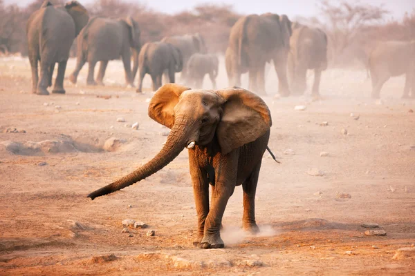 Slon vysmívat, nabíjení — Stock fotografie