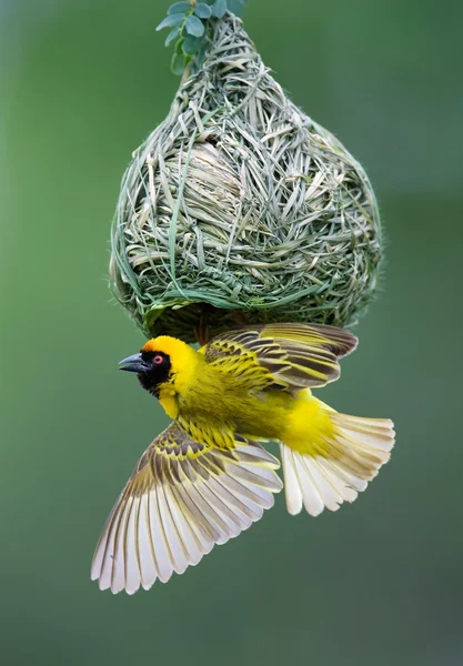 Maskované weaver na hnízdě — Stock fotografie