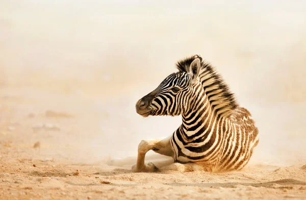 Zebra rullande i damm Royaltyfria Stockfoton