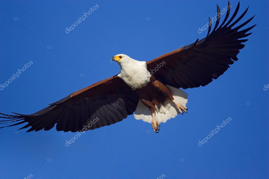 Águila volando fotos de stock, imágenes de Águila volando sin royalties |  Depositphotos