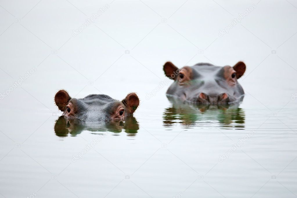 Hippo heads
