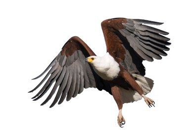 African Fish Eagle isolated clipart