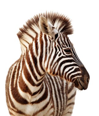 Zebra portrait isolated clipart
