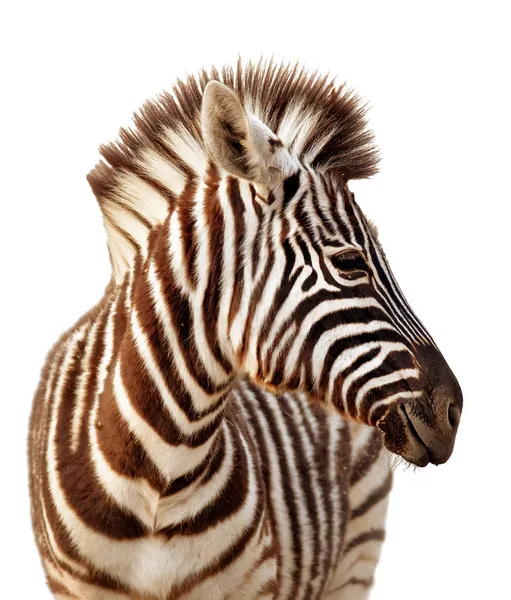 Retrato de zebra isolado — Fotografia de Stock