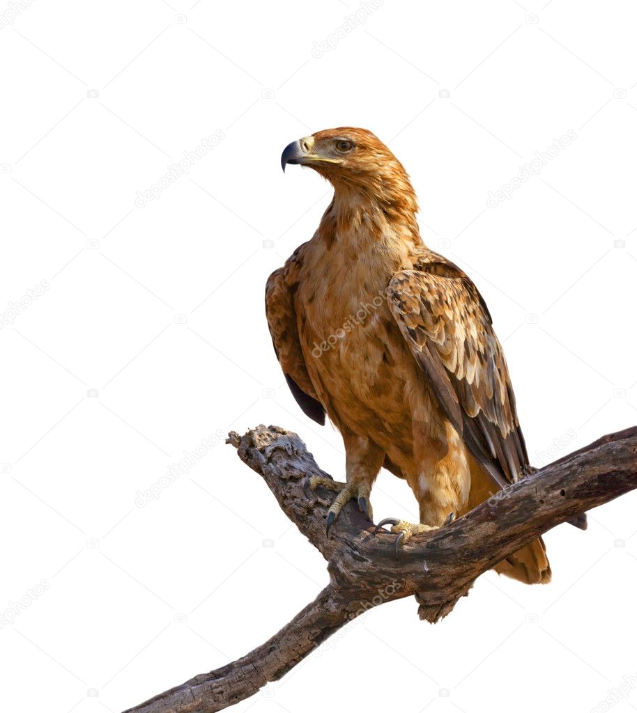 Tawny eagle isolated