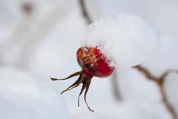 Gefrorener Rosenstrauch Einem Sehr Kalten Wintertag — Stockfoto