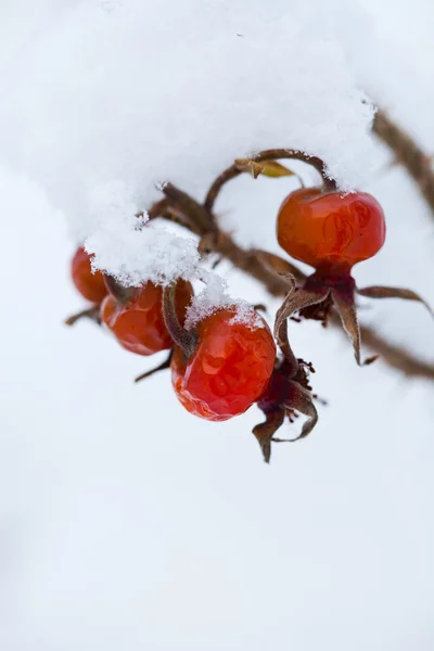Bir Çok Soğuk Kış Gününde Donmuş Gül Bush — Stok fotoğraf