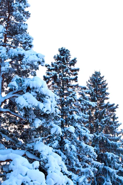 겨울 눈 덮힌 전나무 나무 — 스톡 사진