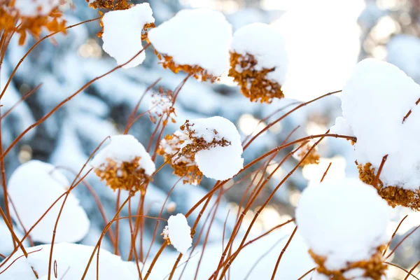 Flores cubiertas de nieve de invierno —  Fotos de Stock