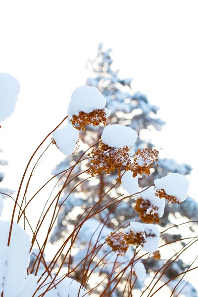 Vinter Snö Täckta Blommor Mycket Kall Vinterdag — Stockfoto