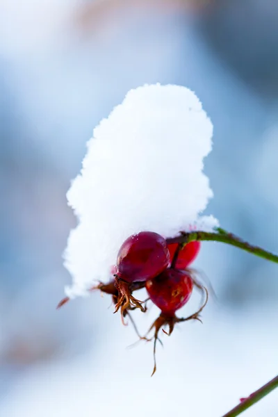 Inverno coberto de neve rosa arbusto — Fotografia de Stock