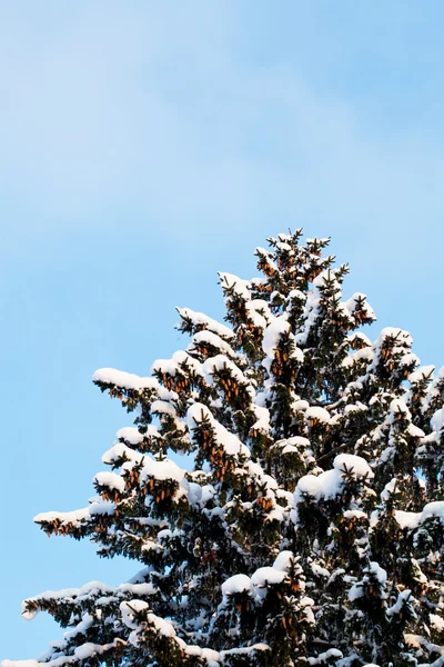 冬季大雪覆盖杉树在很冷的冬天的日子 — 图库照片