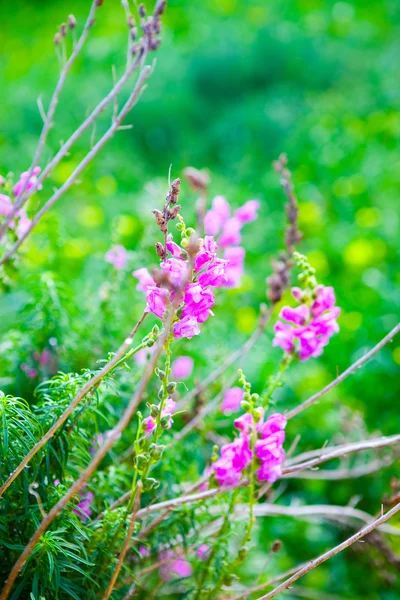 stock image Flowering bougainvilleas in spring in Gozo Island, Malta