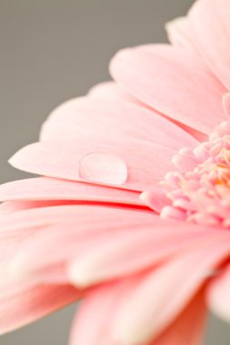 gerbera çiçek aşırı close-up. Makro bir stüdyoda çekim.