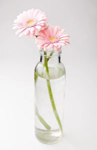 ガーベラの花 花瓶に美しい新鮮なガーベラのスタジオ撮影 — ストック写真