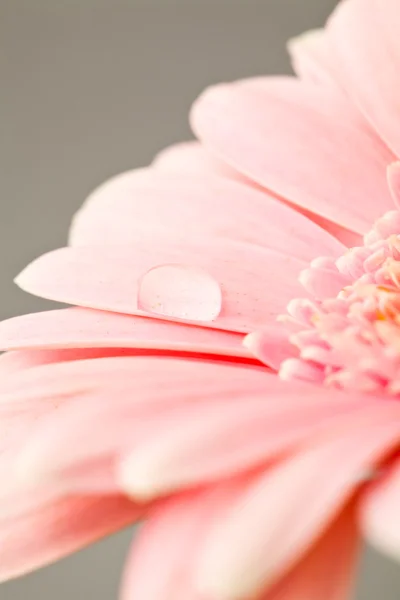 Gerbera Çiçek Aşırı Close Makro Bir Stüdyoda Çekim — Stok fotoğraf