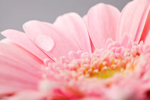 Gerbera Çiçek Aşırı Close Makro Bir Stüdyoda Çekim — Stok fotoğraf
