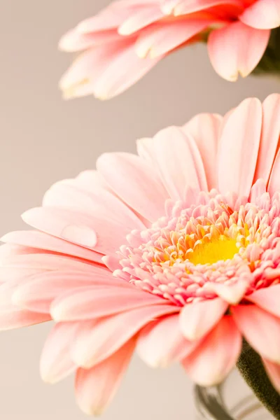 Gerbera Çiçekleri Close Makro Bir Stüdyoda Çekim — Stok fotoğraf