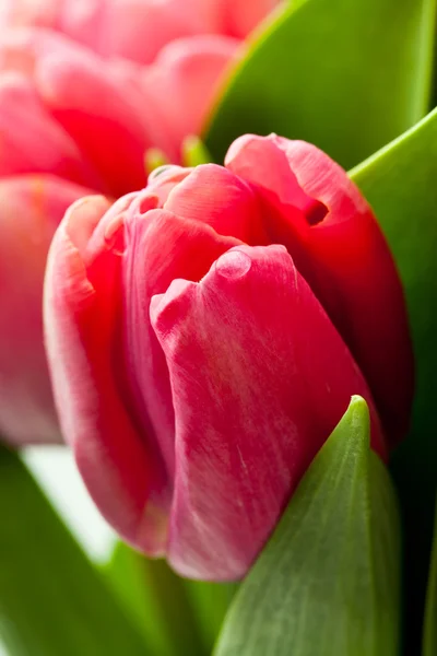 Hermosos Tulipanes Rosados Frescos Jarrón Sobre Fondo Blanco — Foto de Stock