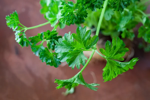 Green Fresh Parsley Close Wooden Plate — Stock Photo, Image