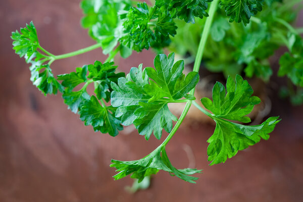 Green fresh parsley. Close-up on a wooden plate.
