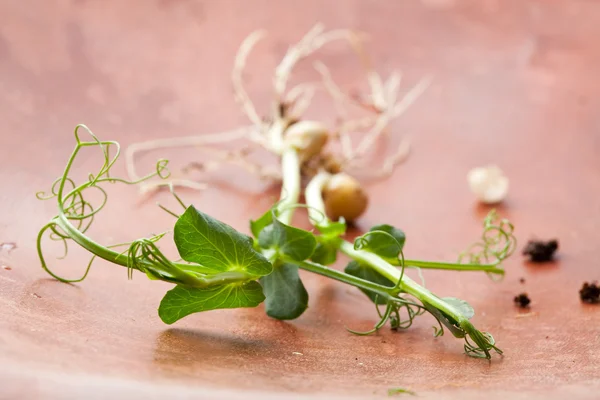 Pea sprouts — Stock Photo, Image