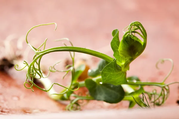 stock image Pea sprouts