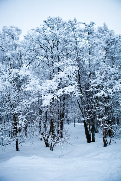 Vintertræer - Stock-foto