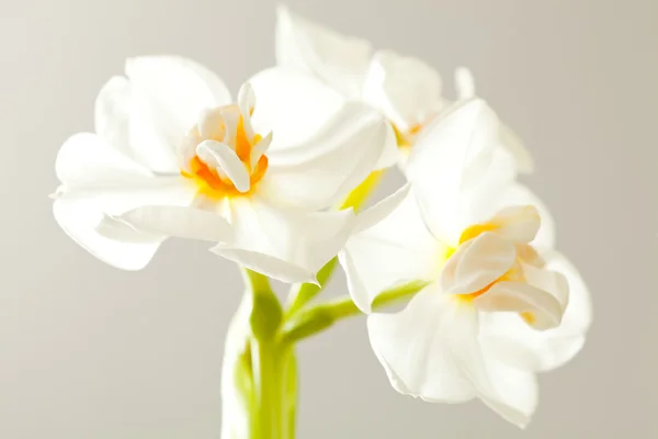 stock image Daffodils