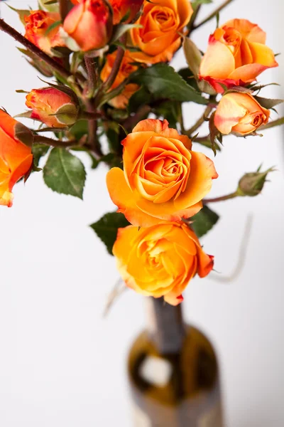 Orangene Rosen — Stockfoto