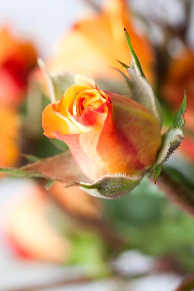 Orange Rose — Stockfoto