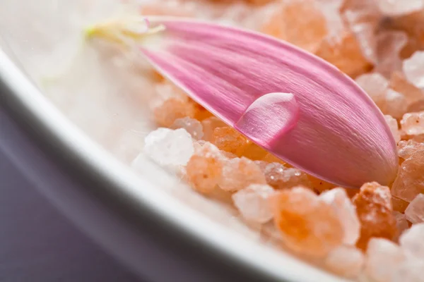 Pink daisy petal — Stock Photo, Image
