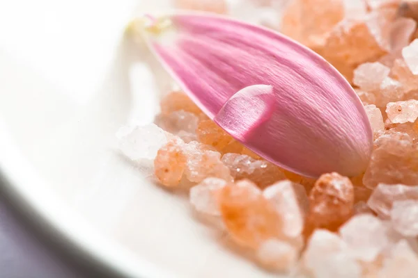 Pink daisy kronblad — Stockfoto
