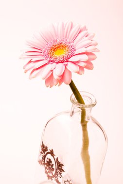 gerbera çiçek