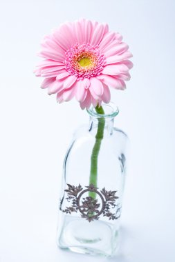 gerbera çiçek