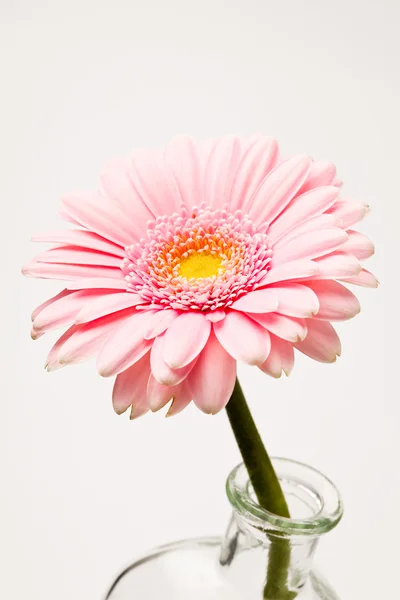 Гербера квітка — стокове фото