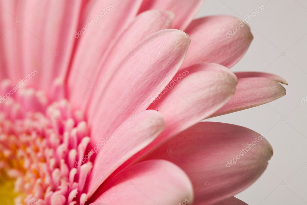 Flor de Gerbera: fotografía de stock © ElinaManninen #5130116 |  Depositphotos