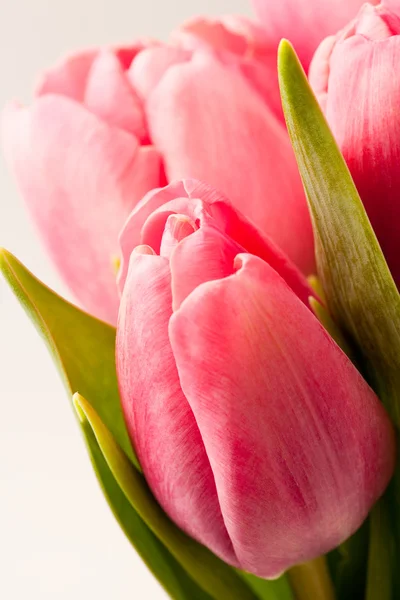 stock image Pink tulips