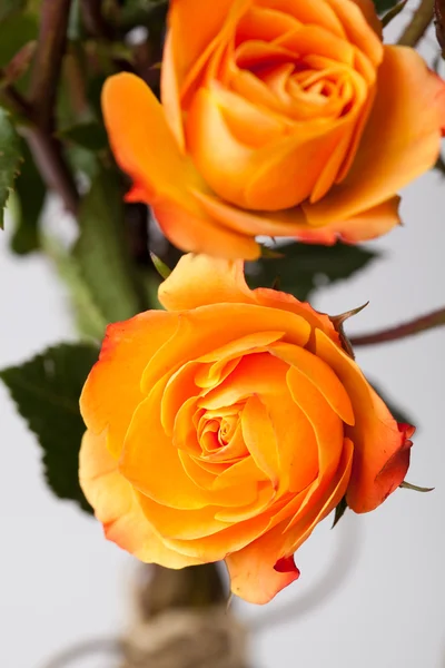 Rosas laranja — Fotografia de Stock