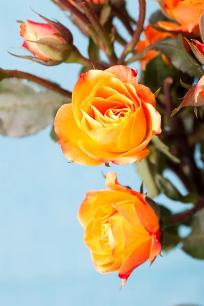 오렌지 장미 — 스톡 사진