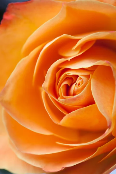 Extreme Nahaufnahme einer orangen Rose — Stockfoto