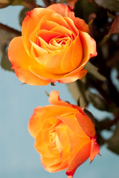 오렌지 장미 — 스톡 사진